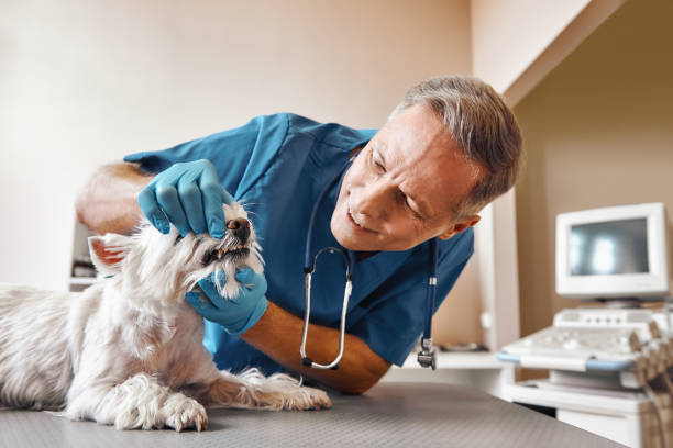  Winchester, VA Emergency Dentist Pros